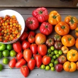 Kako pravilno zalijevati paradajz jodom